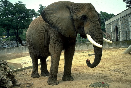 elefante11.jpg