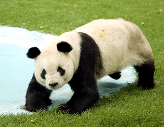 osito panda mien